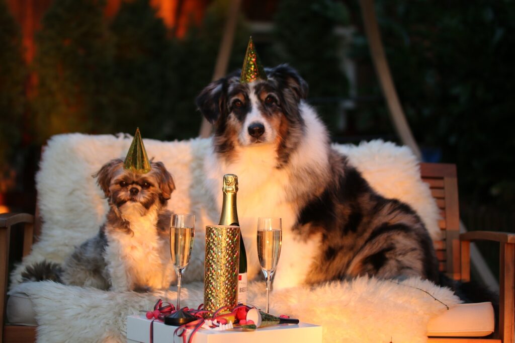 new year's day, sylvester, pet-1090770.jpg